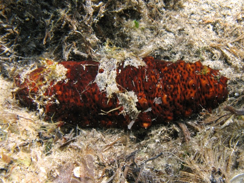 Confronti: Holothuria forskali, Holothuria poli, H. tubulosa